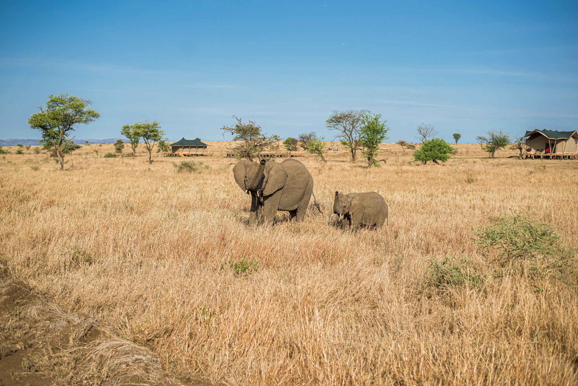 Elephants near camp