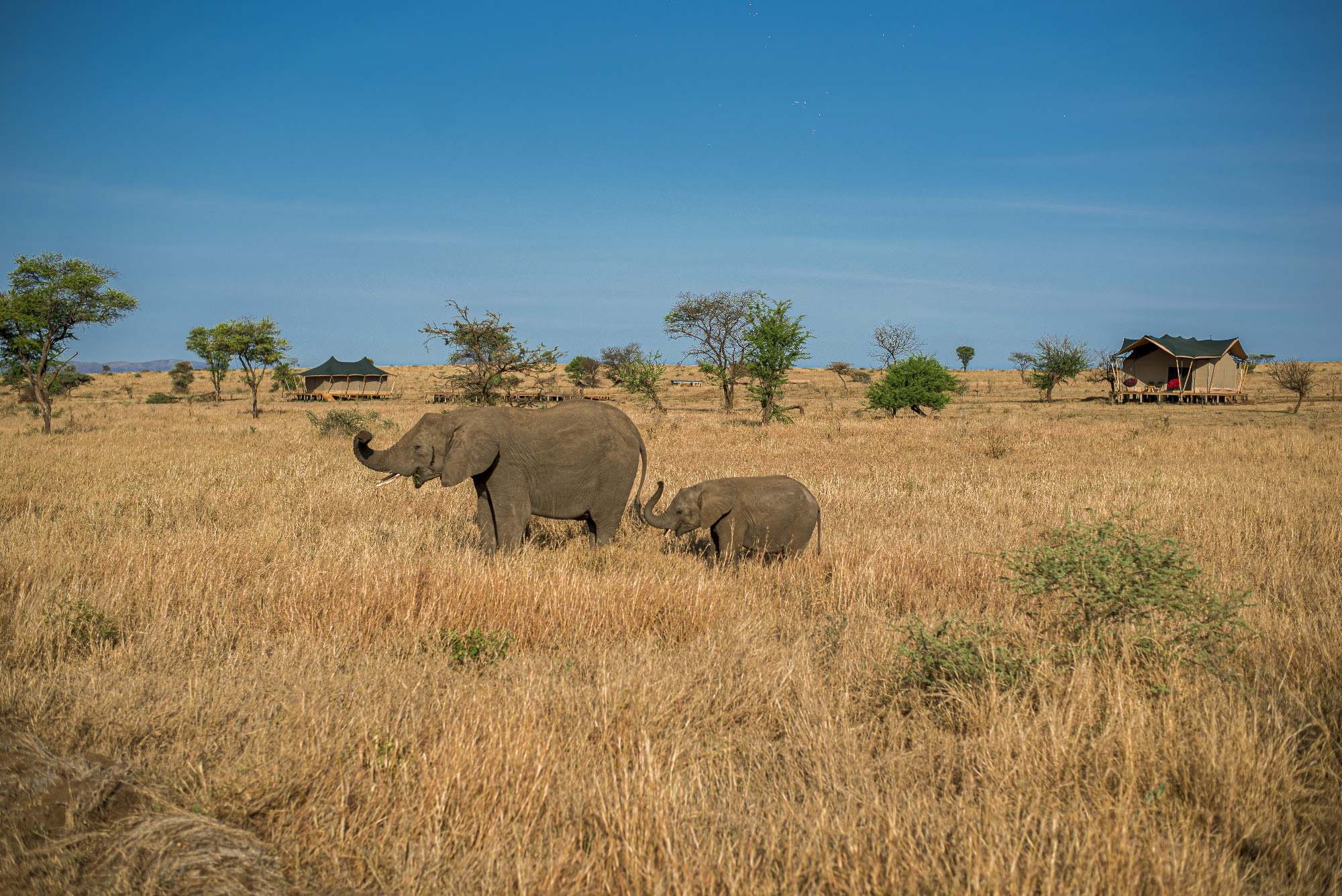 Elephants grazing on the Serengeti plains near camp
